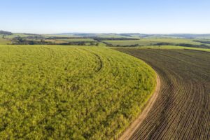 aerial view of a cane field with young plants on one side and adults on the other.