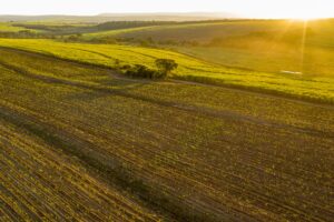 aerial view of a cane field at dusk.